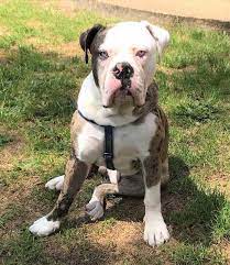 Maybe you would like to learn more about one of these? All American Bulldog Colors And Markings Explained With Pictures