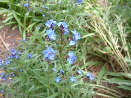 Image result for Anchusa capensis