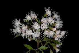 Image result for Afroqueta capensis