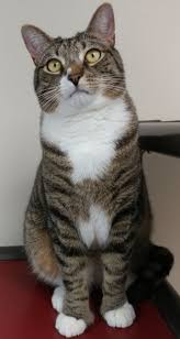 Less than a week after the dallas animal services shelter solicited foster parents on its website, it had placed more than 100 pets in foster homes. Cat For Adoption Everdeen A Domestic Short Hair Extra Toes Cat Hemingway Polydactyl Mix In Rochester Ny Petfinder