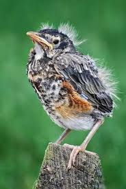 The wild bird fund is the only center in the city to nurse birds and treat. Which Bird Dies By Touching It Quora