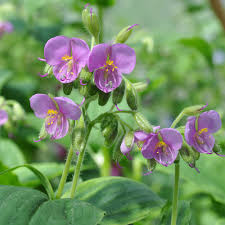 Image result for Tinnea vesiculosa