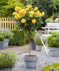 Standard Rose Friesia Scrub Roseiras Jardim De Rosas Ideias De Jardinagem