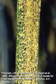 While it is treated with antifungals, mucormycosis may eventually require surgery. Guide To Wheat Diseases And Pests