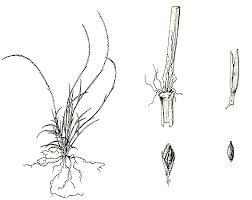 Image result for Microchloa