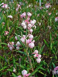 There's something uplifting about seeing brightly coloured and scented flowers on a grey winter's day. Flora Of Ireland Wikipedia