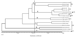 Image result for Bambekea racemosa