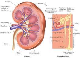 Kidney Anatomy Nephron Filtration Diagram Photo Kidney Anatomy Basic Anatomy And Physiology Medical Drawings
