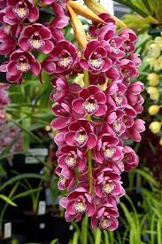 Cymbidium Orchids Cymbidium Orchids Beautiful Orchids Flower Seeds