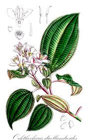 Image result for Ochthocharis