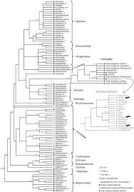 Image result for Actinoschoenus