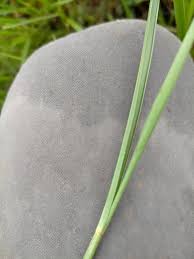Image result for Urochloa dictyoneura