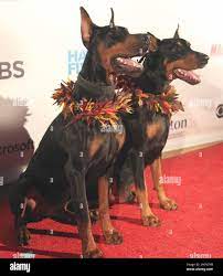 September 19, 2019 - Zeus and Apollo during the Hawaii Five-O and Magnum  P.I. Sunset On The Beach event on Waikiki Beach in Honolulu, Hawaii -  Michael SullivanCSM Stock Photo - Alamy