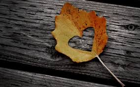 Blatt Herbst Herz Bank Liebe Facebook Cover Photos Facebook Cover Love Facebook Cover Images