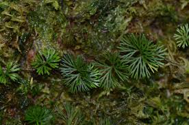 Image result for Elaphoglossum aubertii