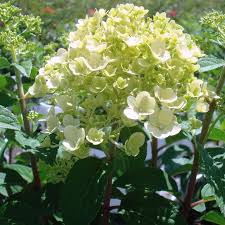 Image result for Basella paniculata