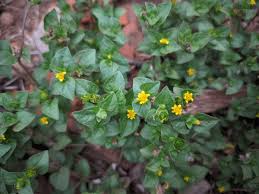 Image result for Calyptocarpus vialis