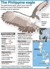 The 10 Biggest Eagle In The World Message Board Philippine Eagle Eagle Facts Eagle