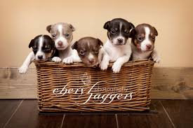 Look at pictures of rat terrier puppies who need a home. Rat Terrier Puppies For Sale Cheryl Jaggers Photography