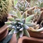 Piante Da Appartamento Nomi Immagini E Coltivazione Piante It