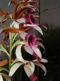 Image result for Phaius occidentalis