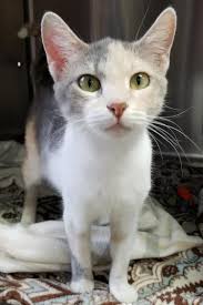 Hi I M Tabigail I M An Adult Spayed Female Calico Or Dilute Calico Dilute Tortabby With White Domestic Short Hair Kitten Adoption Pretty Cats Calico Kitten
