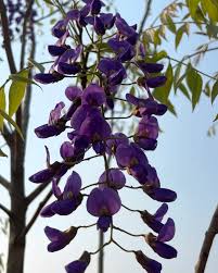Image result for Bolusanthus