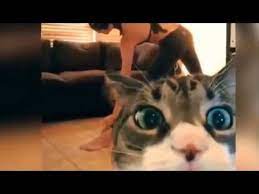 Funny Cats Fails Compilation Vines Fails And Funny Moments Youtube Funny Cat Fails Cat Fails Funny Cat Pictures