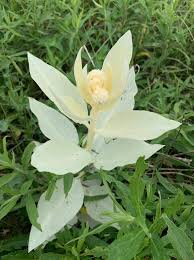 I Came Across This Photo Of An Albino Milkweed Plant It Was Suggested That There Was A Chance That It Was Surviving By Parasitism Getting Its Nutrients From Other Nearby Plants Thoughts