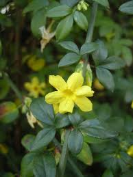 Image result for Jasminum nudiflorum