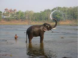 Elephant In India Spraying Water Photo Kochi