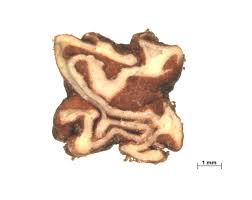 Image result for Combretum adenogonium