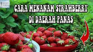 Salah satu tanaman yang bisa ditekuni adalah strawberry. Cara Menanam Strawberry Di Daerah Panas Agar Cepat Berbuah Youtube