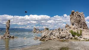 Image result for Monotes magnificus