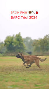 Stazja having a little fun at the BARC French Ring trial. She earned the  first leg of her FR2 with a 2nd place finish out of seven dogs