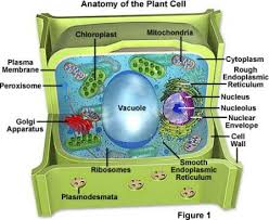 The Cell Introduction Plant Cell Plant Cell Model Cells Project
