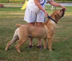 Boerboel Dog Breed Information And Pictures