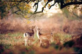 80 Best Award Winning Wildlife Photography Examples From Around The World Here are only the best wildlife wallpapers. 80 best award winning wildlife photography examples from around the world