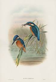 Bird Prints By John Gould 1862 Bird Prints Bird Drawings Bird Illustration