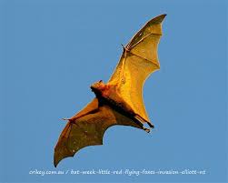 The bats are indeed efficient fliers, as their name suggests, but time in the trees has also made them excellent climbers. Little Red Flying Foxes And The Invasion Of Elliott Nt