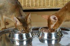 Katzenfutter Selbst Gemacht Geliebte Katze Magazin Katzen Futter Katzenfutter Katzen Futter Rezepte