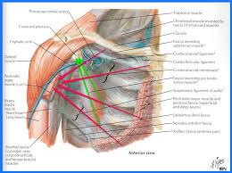 Check spelling or type a new query. Pectoralis Spasm Due To Poor Posture Restore353