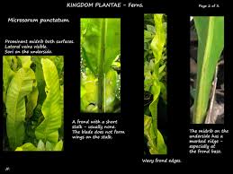 Image result for Microsorum punctatum