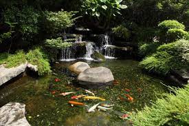 Some outdoor, some indoor but there they are. How To Convert Your Swimming Pool Into A Koi Pond Fitz S Fish Ponds