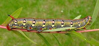 Image result for Hypselodelphys