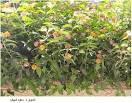 Image of نبات أم كلثوم