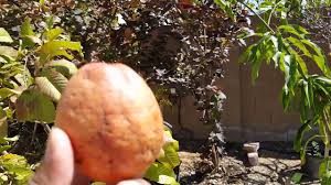 Résultat de recherche d'images pour "ruby supreme red guava"