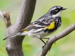 Spring males are brilliant yellow and shiny black with a bit of white. Yellow Rumped Warbler Birds Wiki Fandom