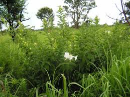 Image result for Ipomoea prismatosyphon