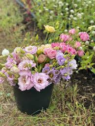 Image result for eustoma lisianthus in garden
